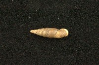 藏品(石氏煙管蝸牛)的圖片